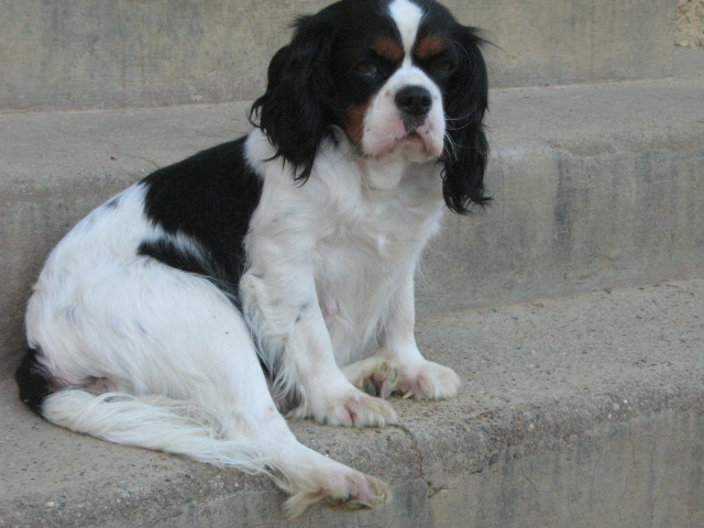 Romy des sources du val d'adour