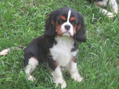 des rives d'Alaric - Cavalier King Charles Spaniel - Portée née le 02/04/2024