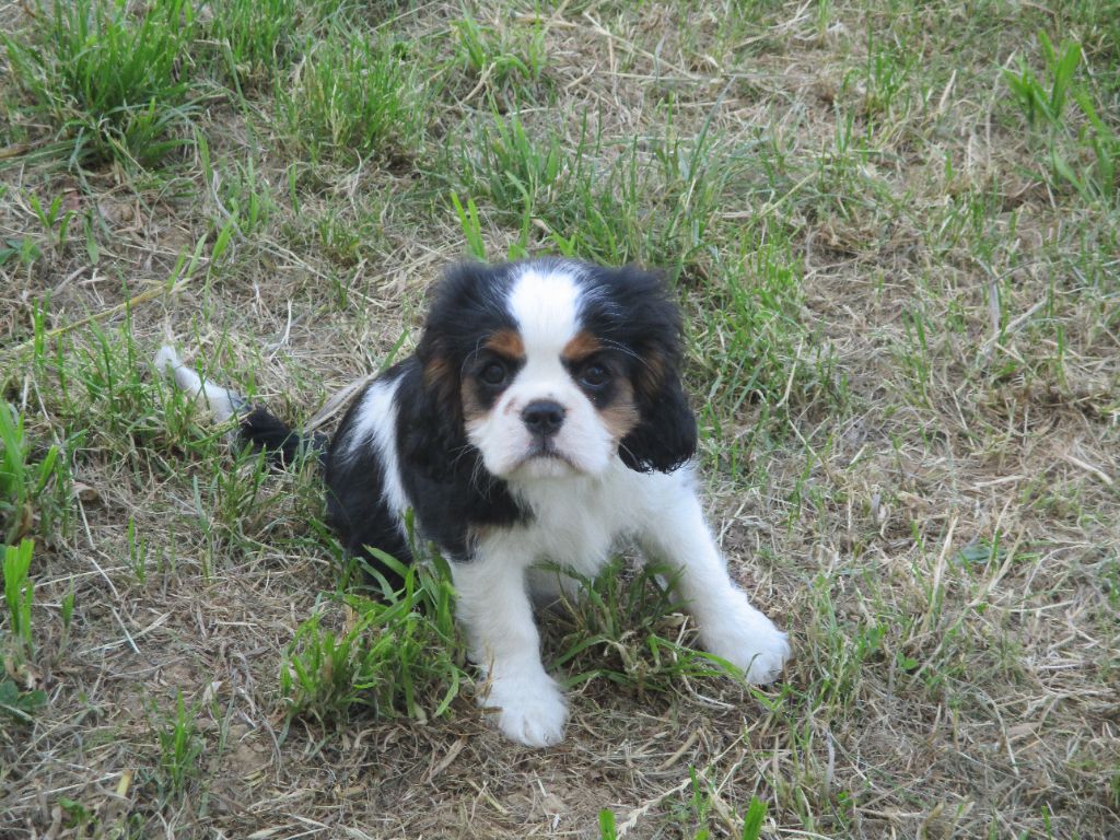 des rives d'Alaric - Chiot disponible  - Cavalier King Charles Spaniel