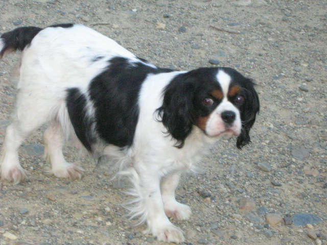 Romy des sources du val d'adour