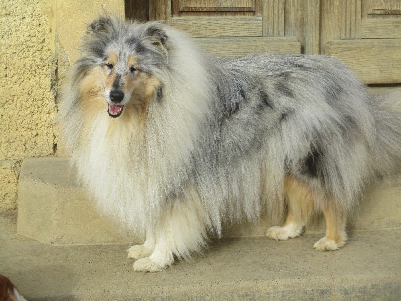 Scully  des rives d'Alaric