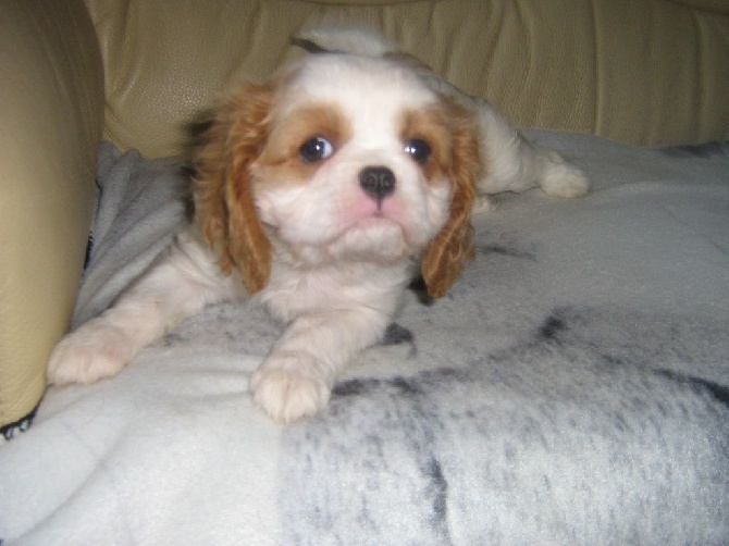 BB cavalier king charles nés le 11/07/15