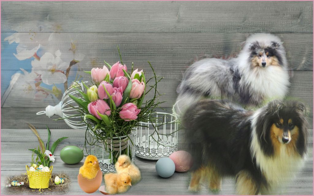 Chiots colleys 