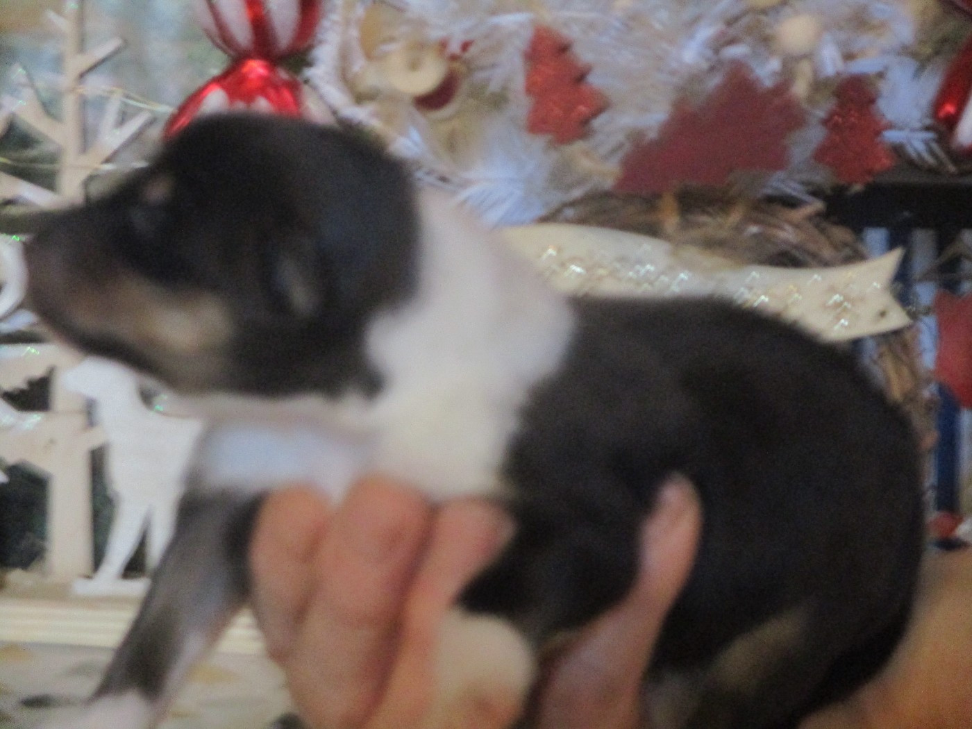 des rives d'Alaric - Chiots disponibles - Colley à poil long