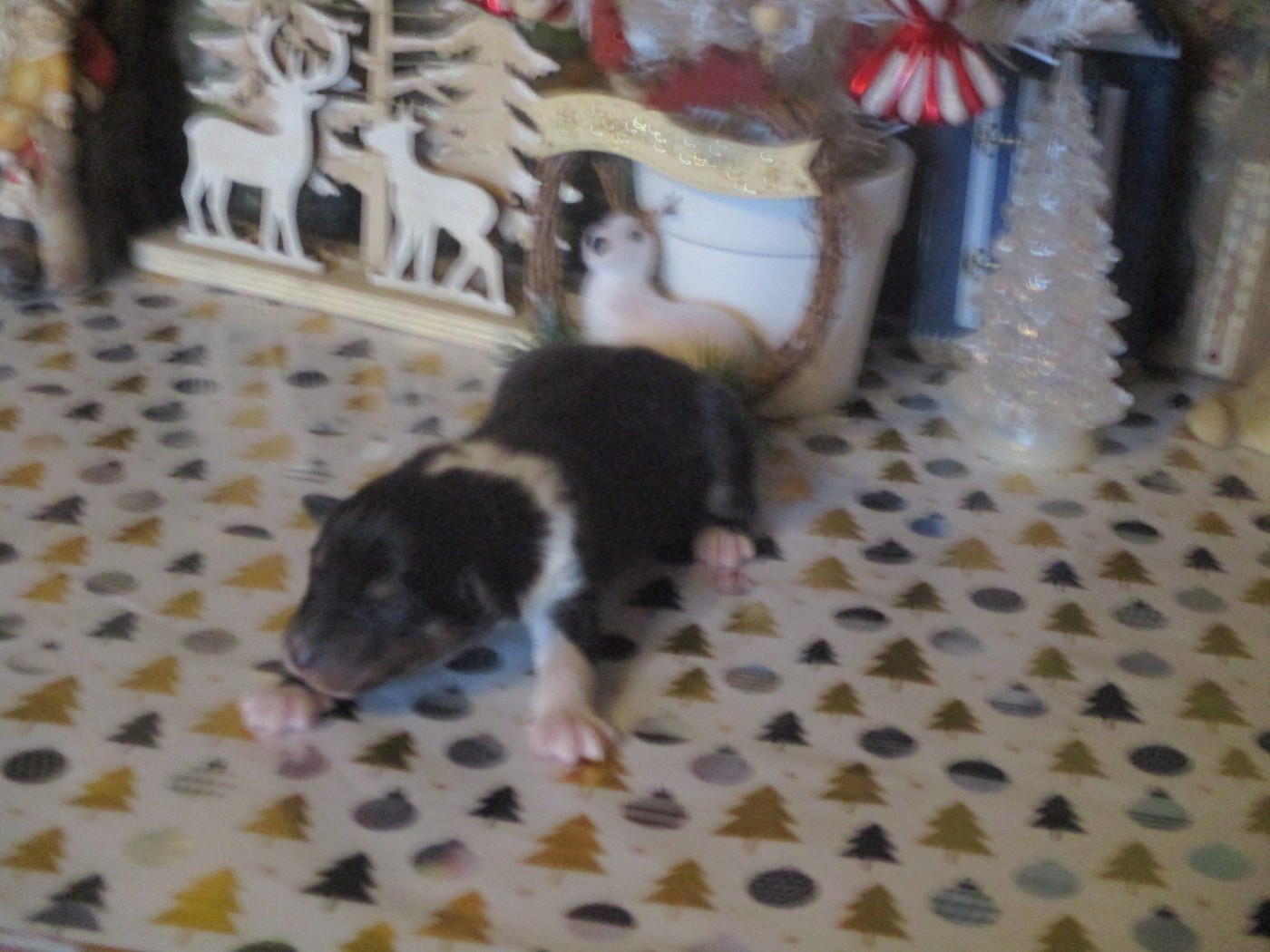 des rives d'Alaric - Chiots disponibles - Colley à poil long