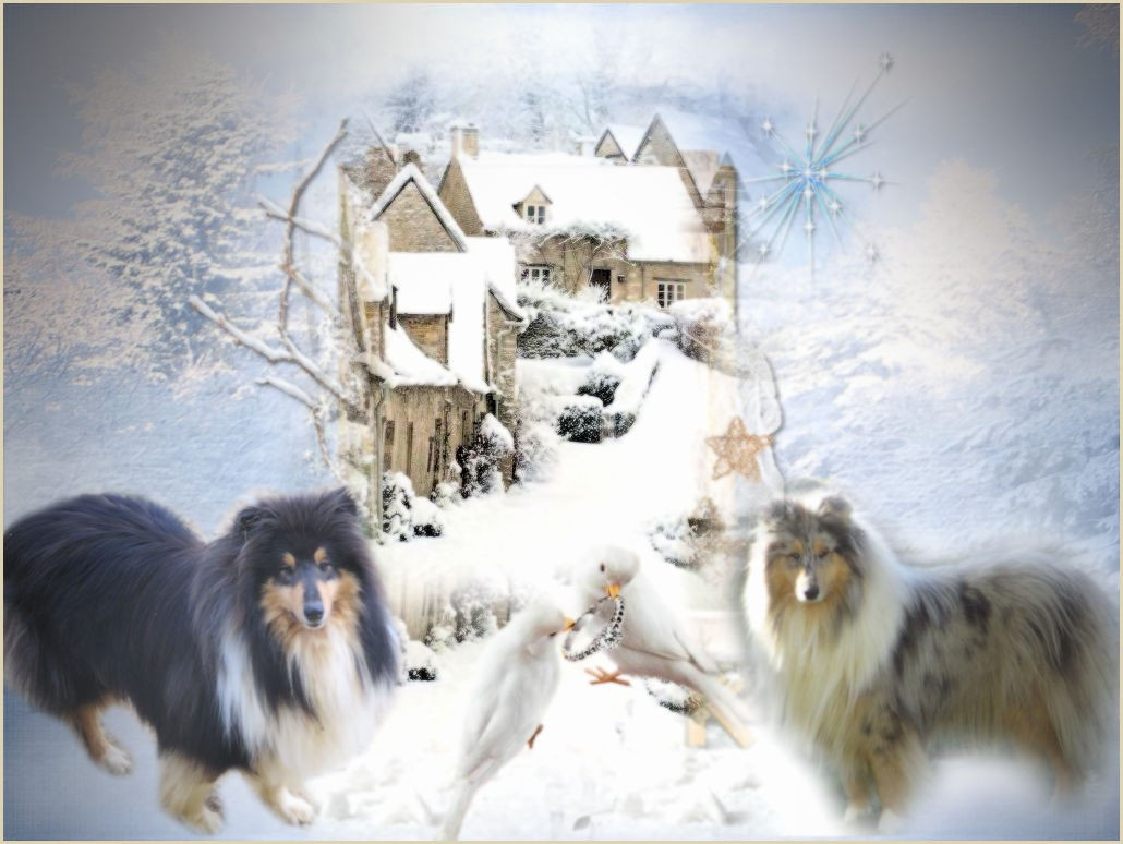 Chiot Colley à poil long des rives d'Alaric