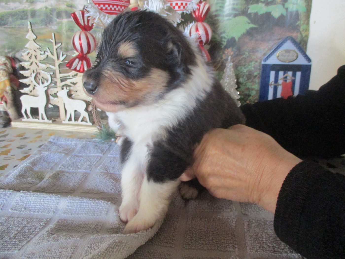 des rives d'Alaric - Chiots disponibles - Colley à poil long