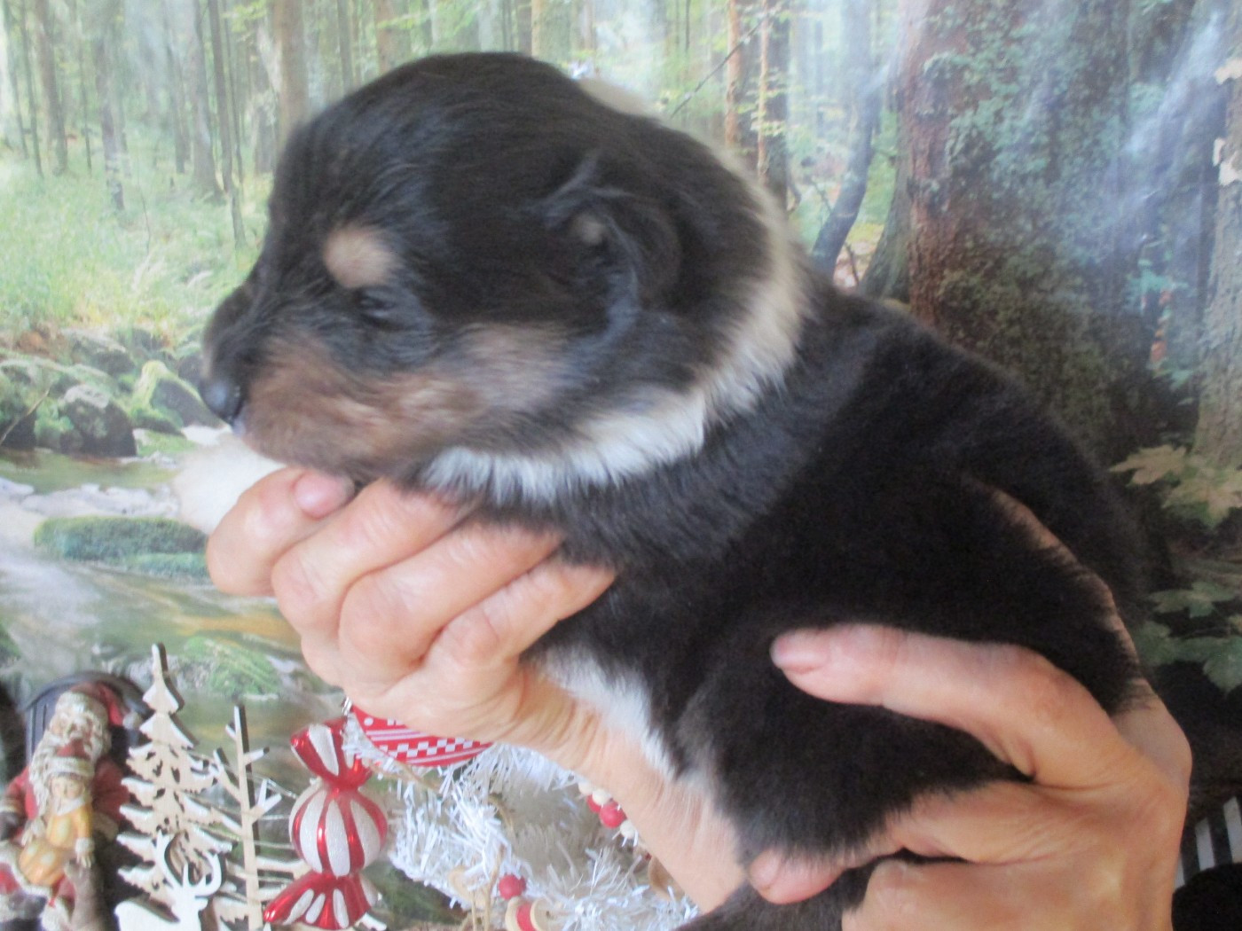 des rives d'Alaric - Chiots disponibles - Colley à poil long