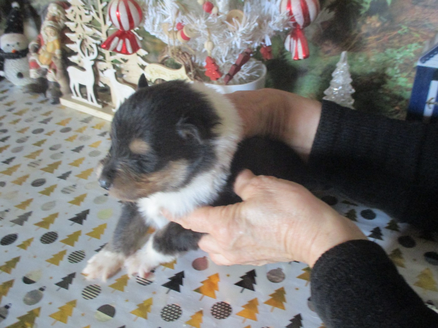 des rives d'Alaric - Chiots disponibles - Colley à poil long