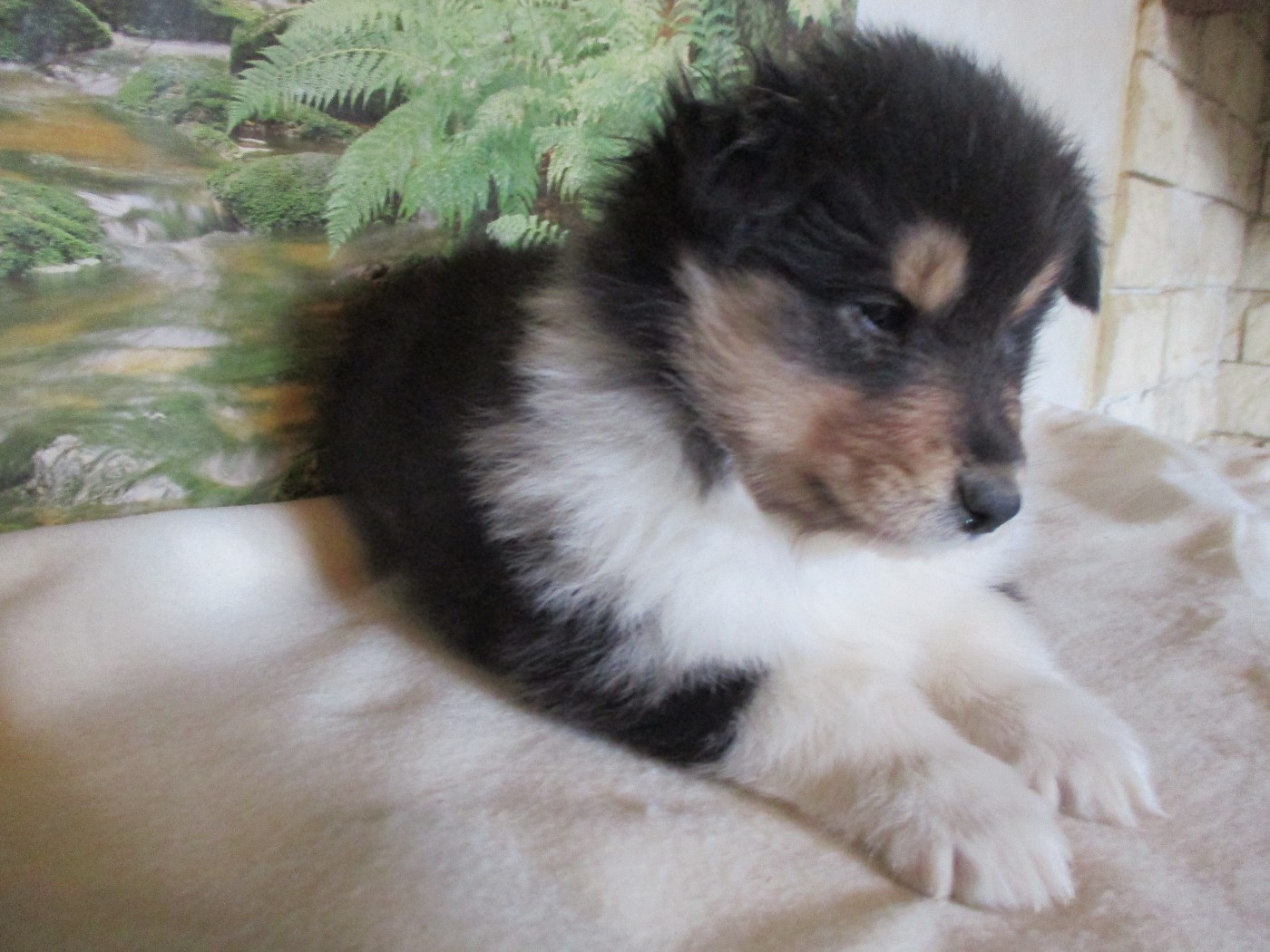 des rives d'Alaric - Chiots disponibles - Colley à poil long