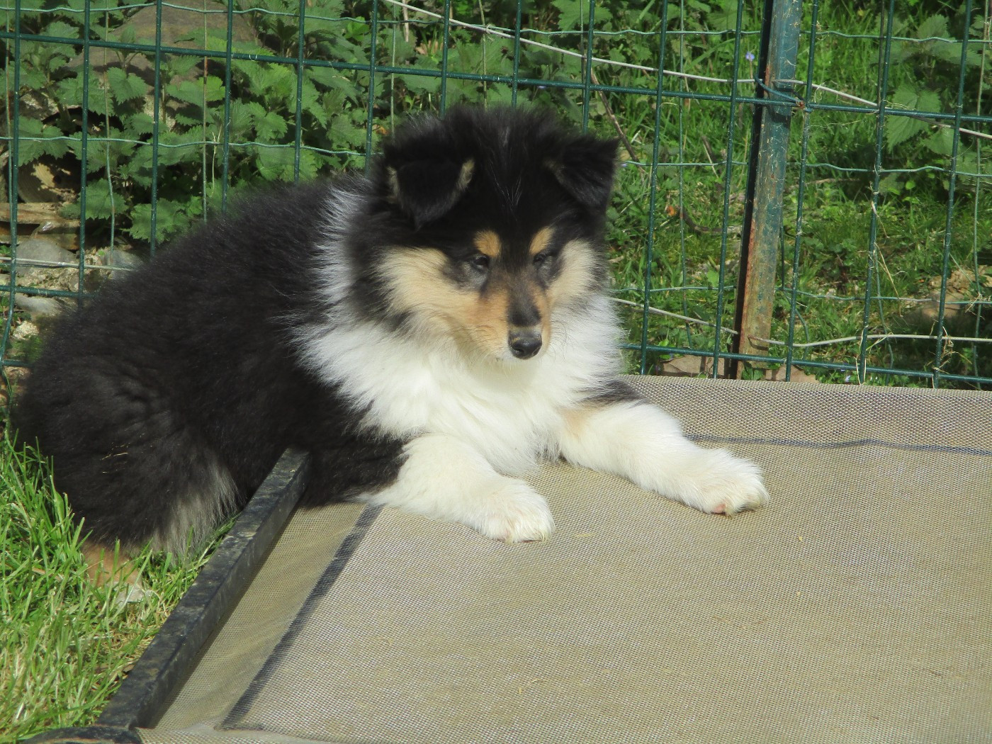 des rives d'Alaric - Chiots disponibles - Colley à poil long