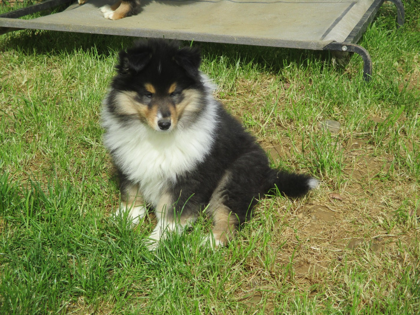 des rives d'Alaric - Chiots disponibles - Colley à poil long