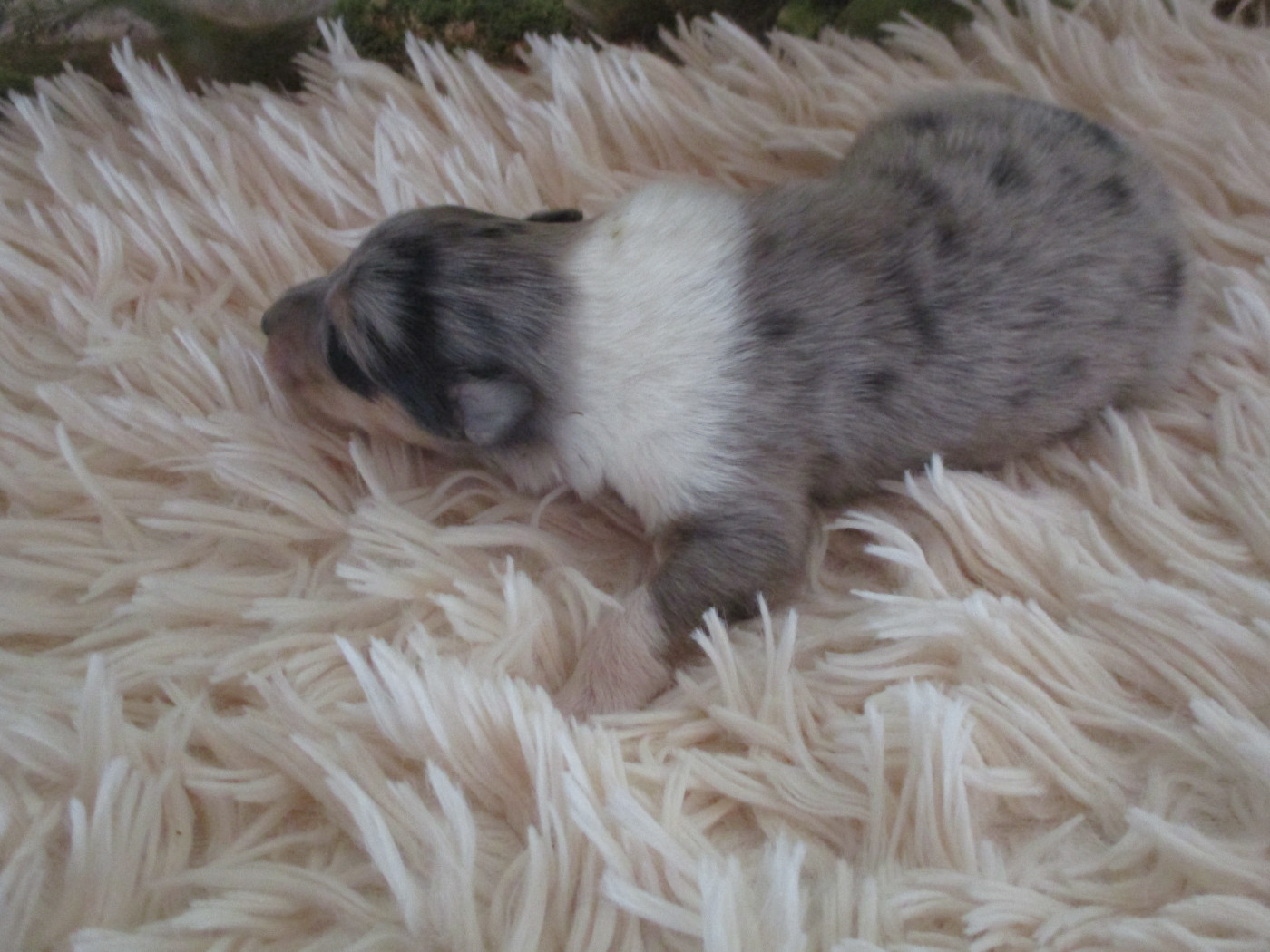 des rives d'Alaric - Chiots disponibles - Colley à poil long