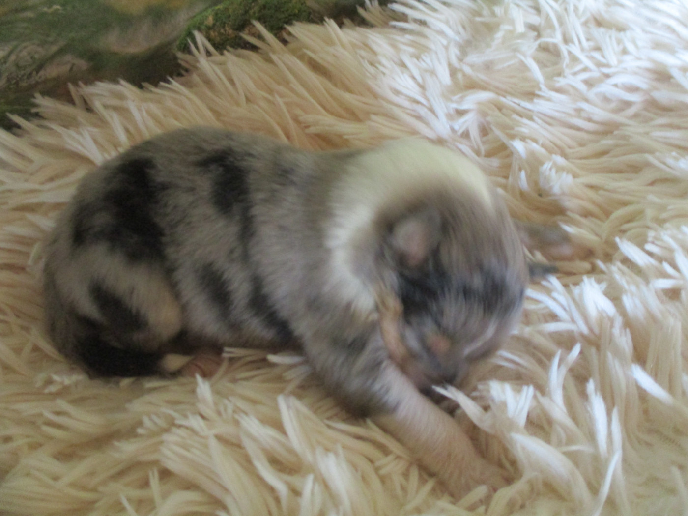 des rives d'Alaric - Chiots disponibles - Colley à poil long