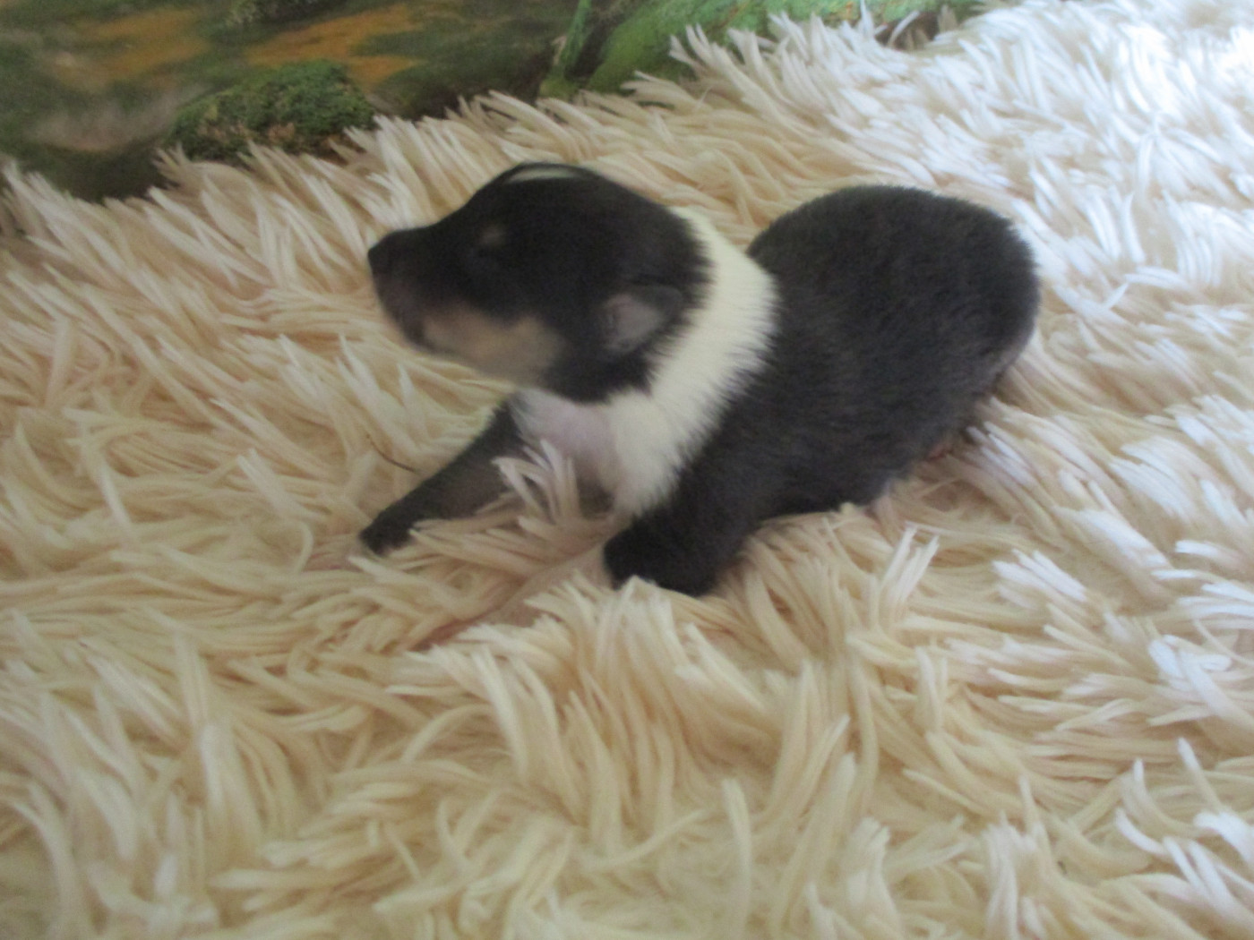 des rives d'Alaric - Chiots disponibles - Colley à poil long