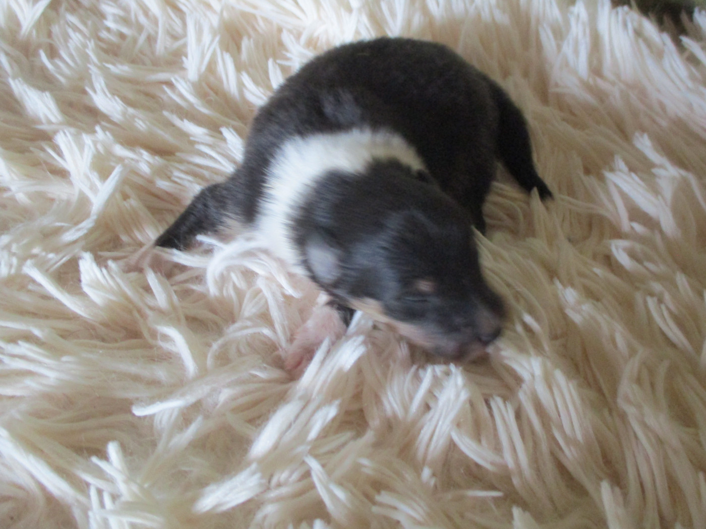 des rives d'Alaric - Chiots disponibles - Colley à poil long