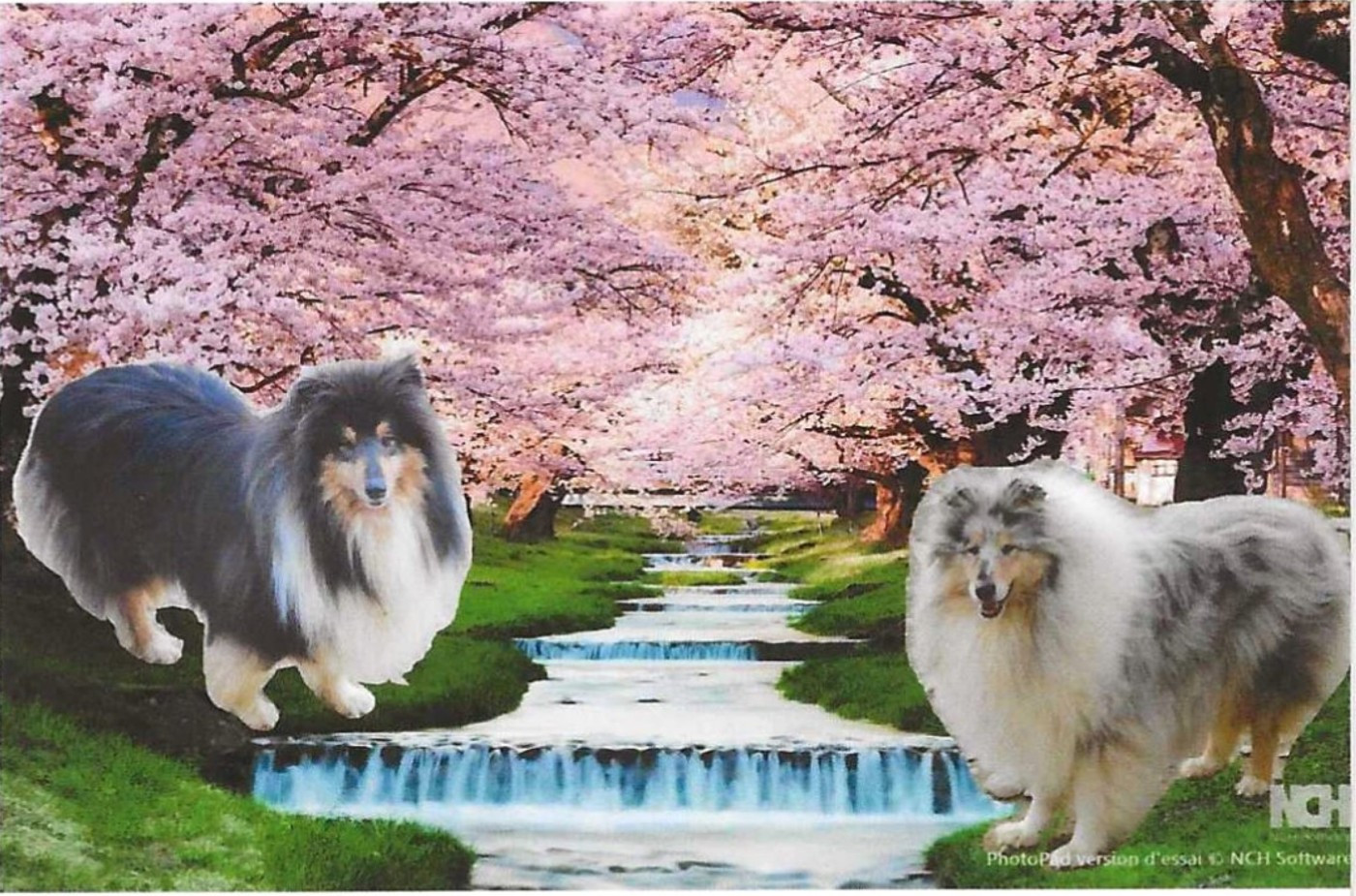 Chiot Colley à poil long des rives d'Alaric