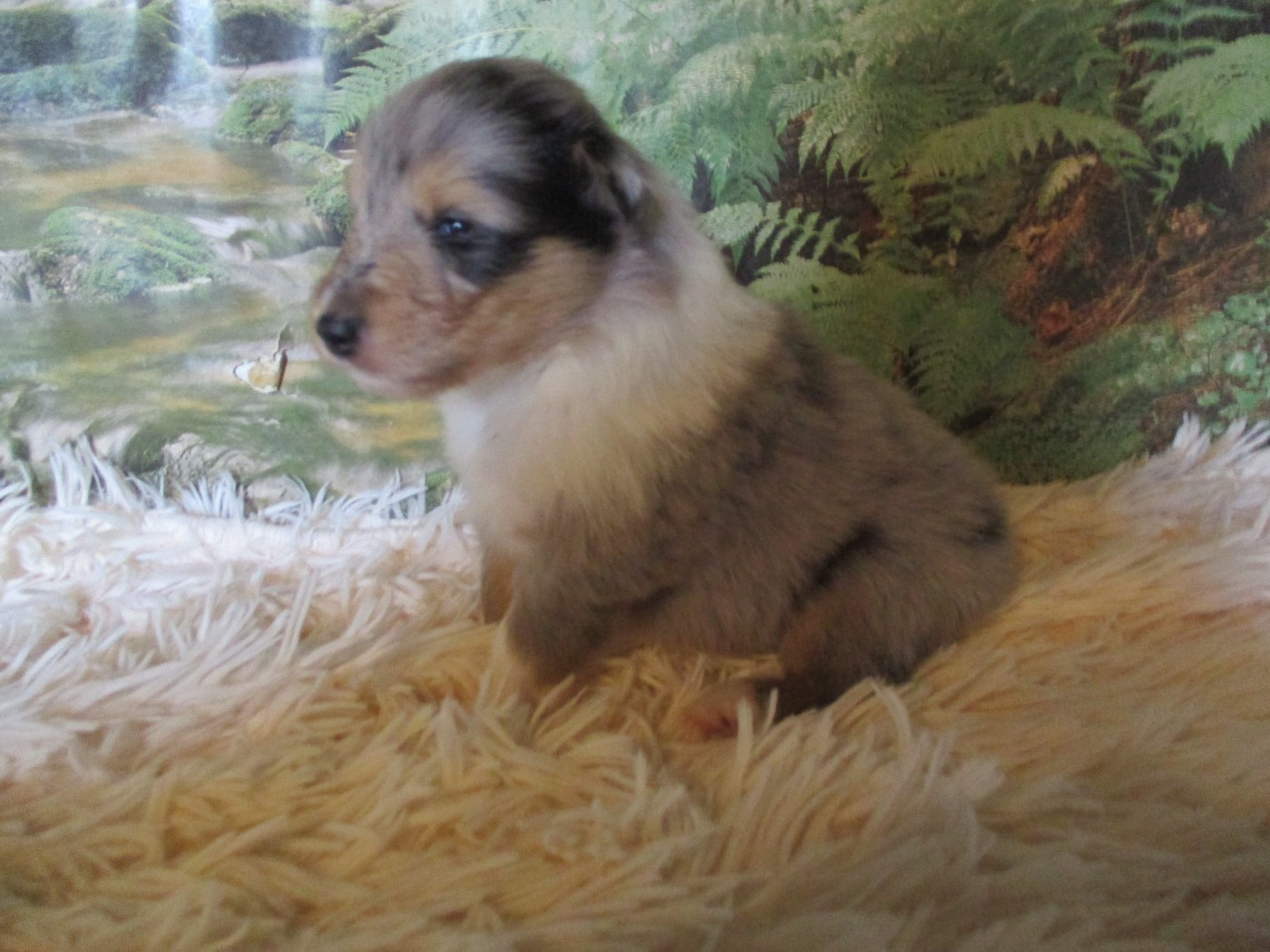 des rives d'Alaric - Chiots disponibles - Colley à poil long