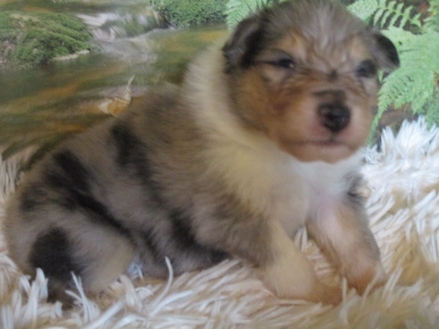 des rives d'Alaric - Chiots disponibles - Colley à poil long