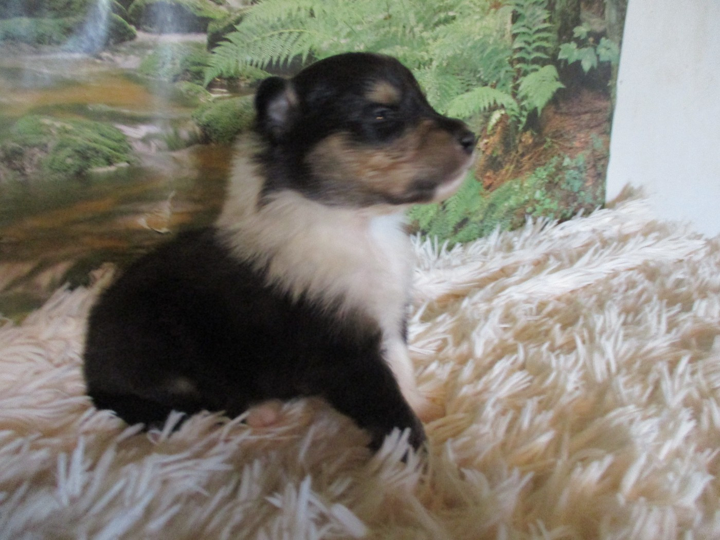 des rives d'Alaric - Chiots disponibles - Colley à poil long
