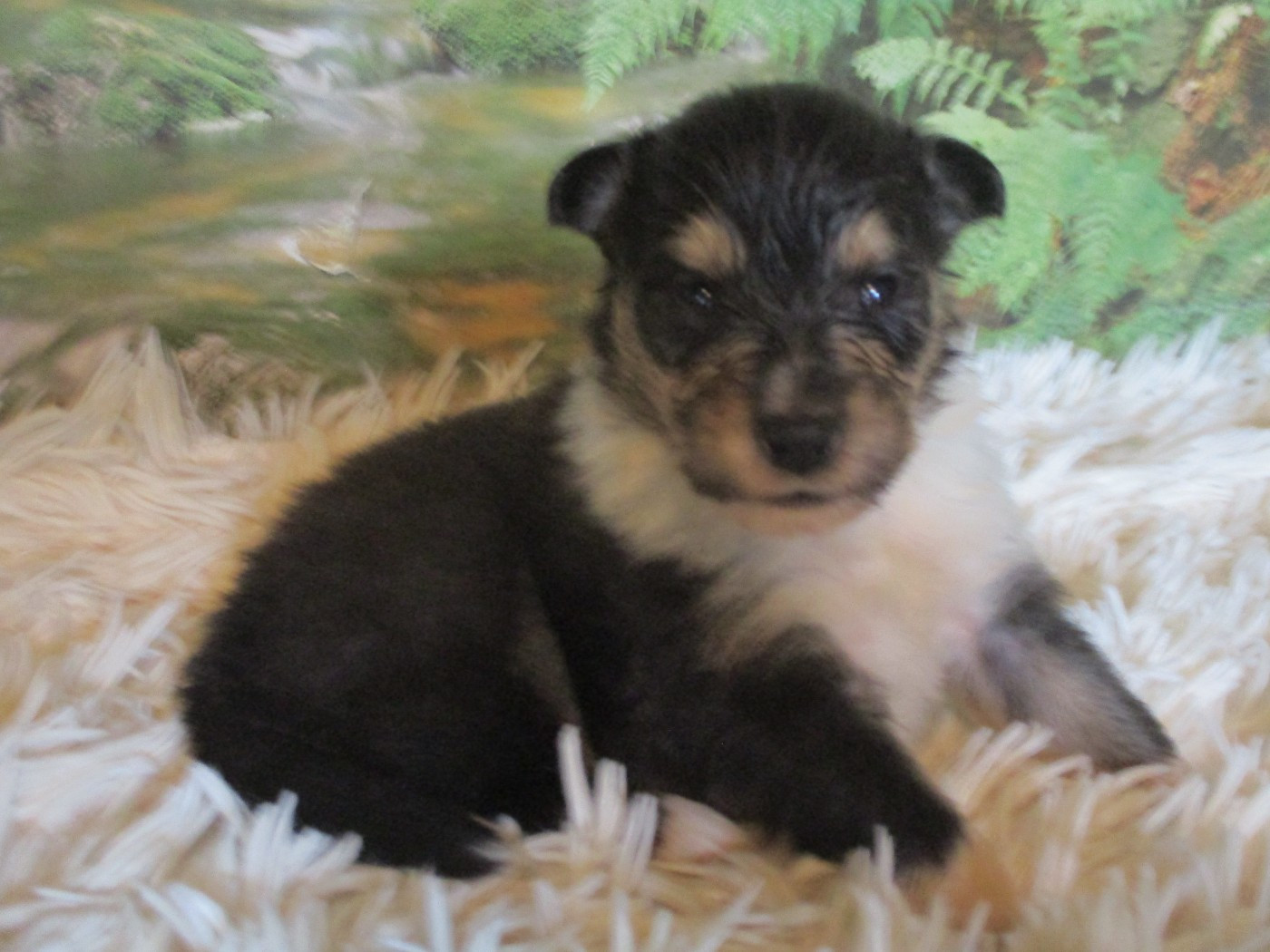 des rives d'Alaric - Chiots disponibles - Colley à poil long