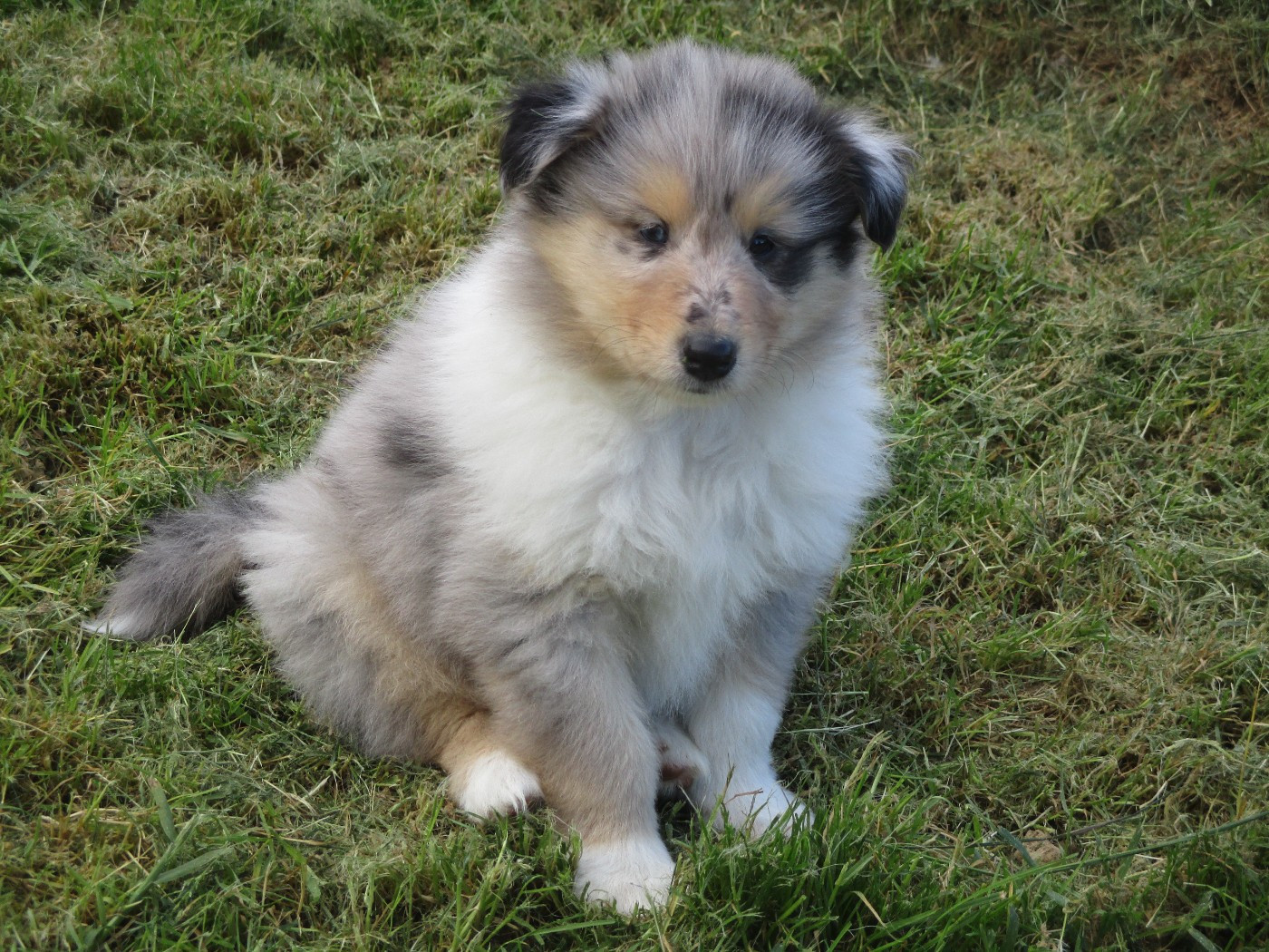des rives d'Alaric - Chiots disponibles - Colley à poil long