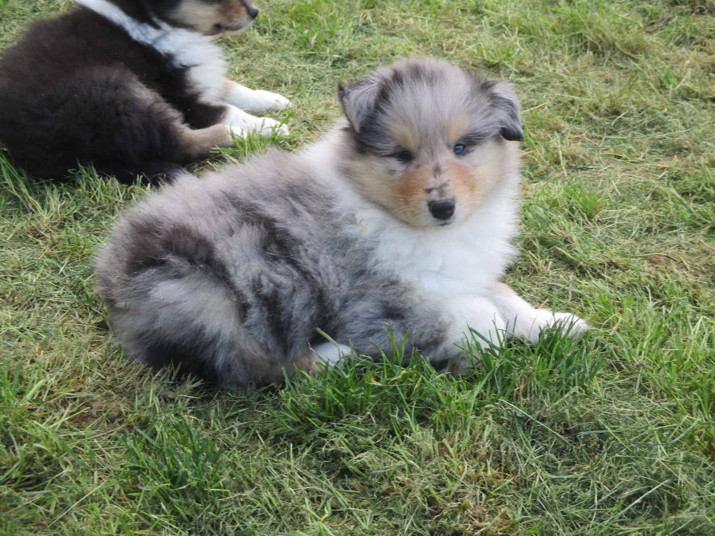 des rives d'Alaric - Chiots disponibles - Colley à poil long