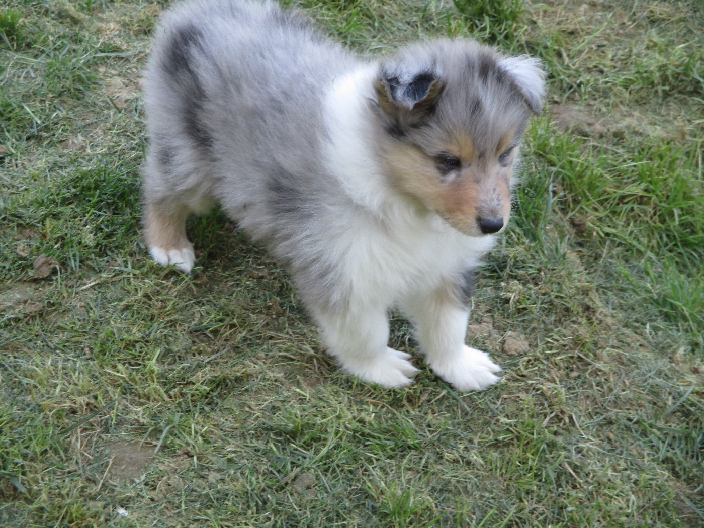 des rives d'Alaric - Chiots disponibles - Colley à poil long