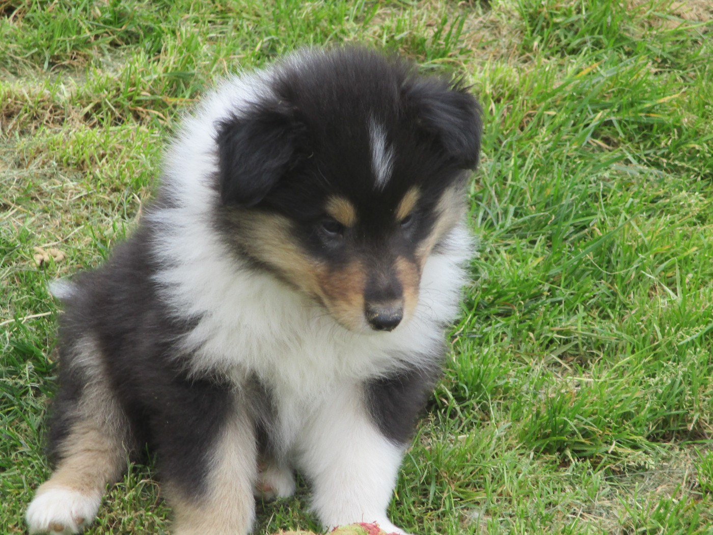 des rives d'Alaric - Chiots disponibles - Colley à poil long