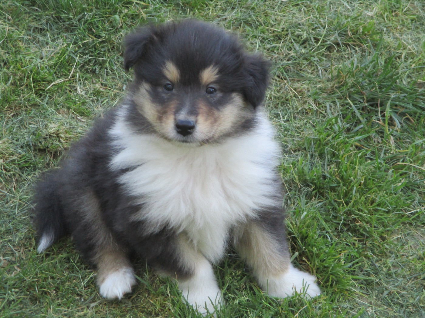 des rives d'Alaric - Chiots disponibles - Colley à poil long