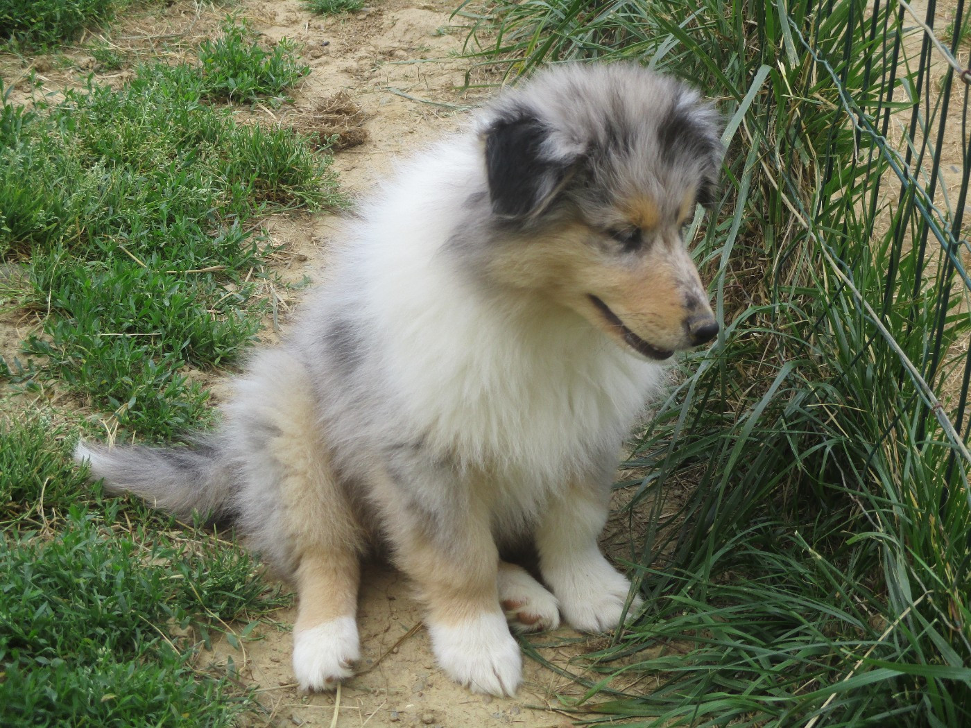 des rives d'Alaric - Chiots disponibles - Colley à poil long