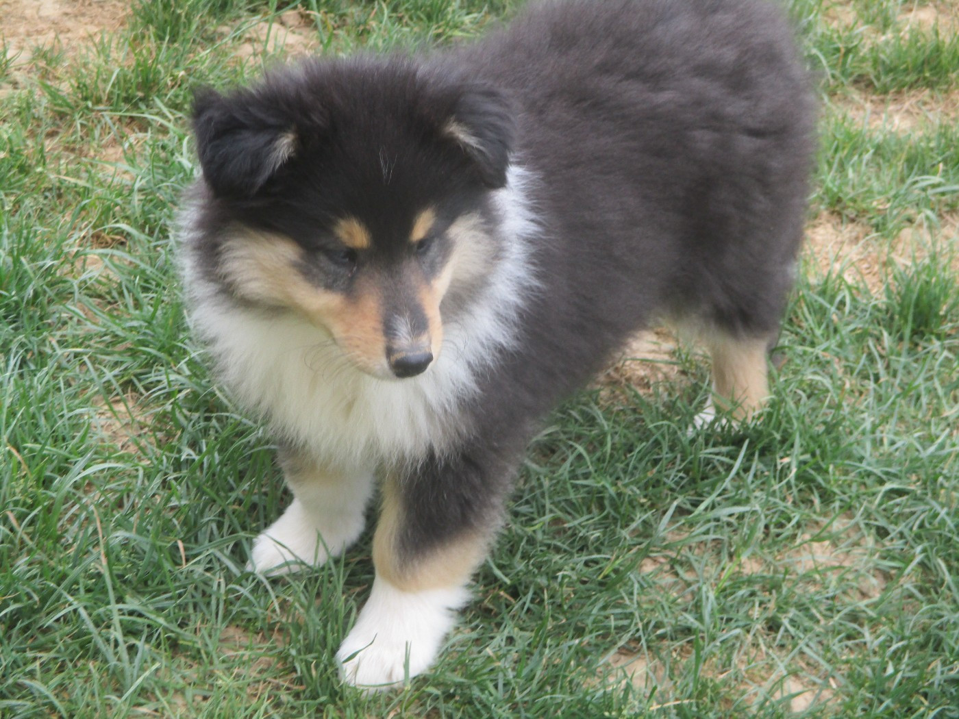 des rives d'Alaric - Chiots disponibles - Colley à poil long