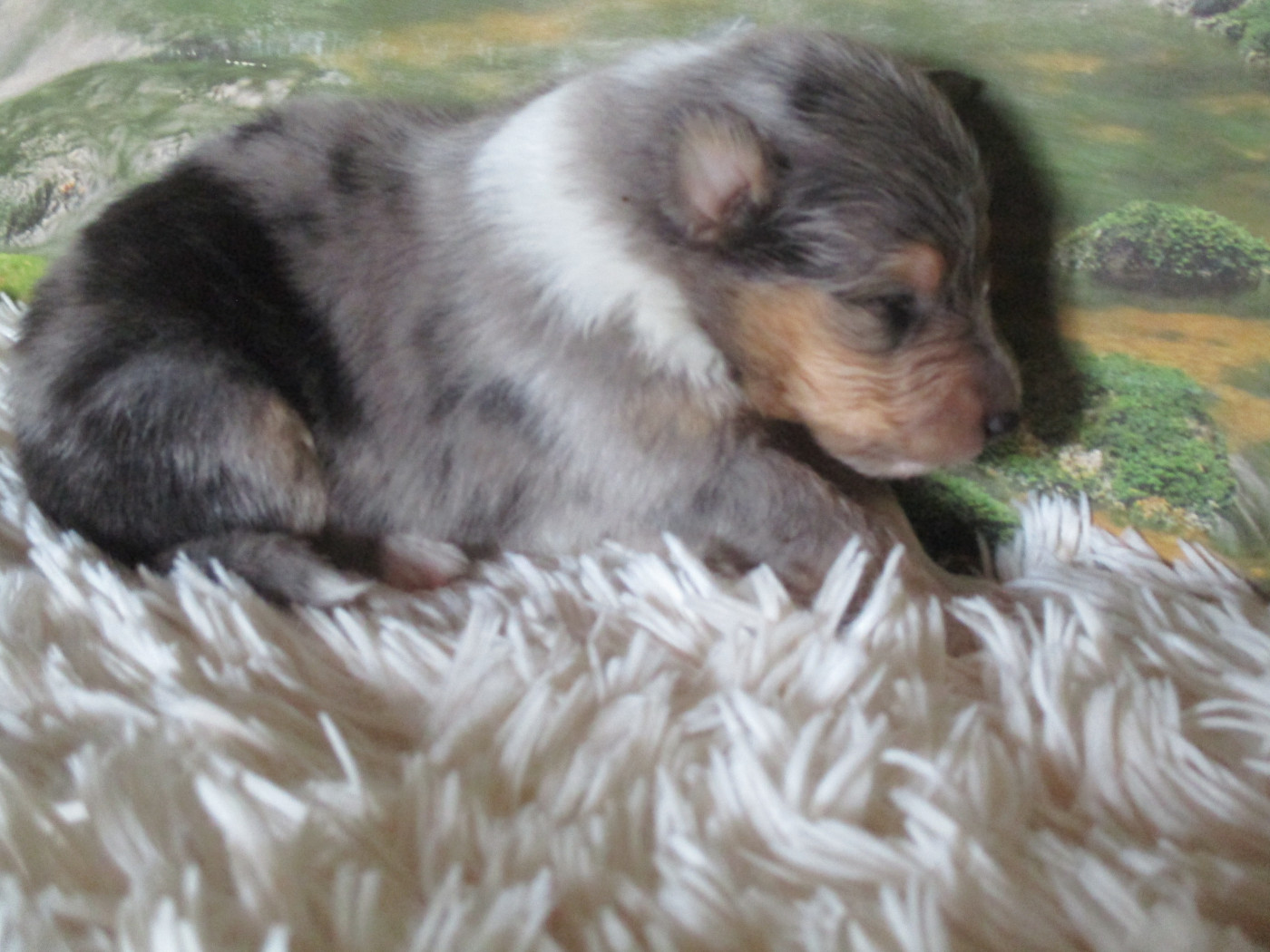 des rives d'Alaric - Chiots disponibles - Colley à poil long