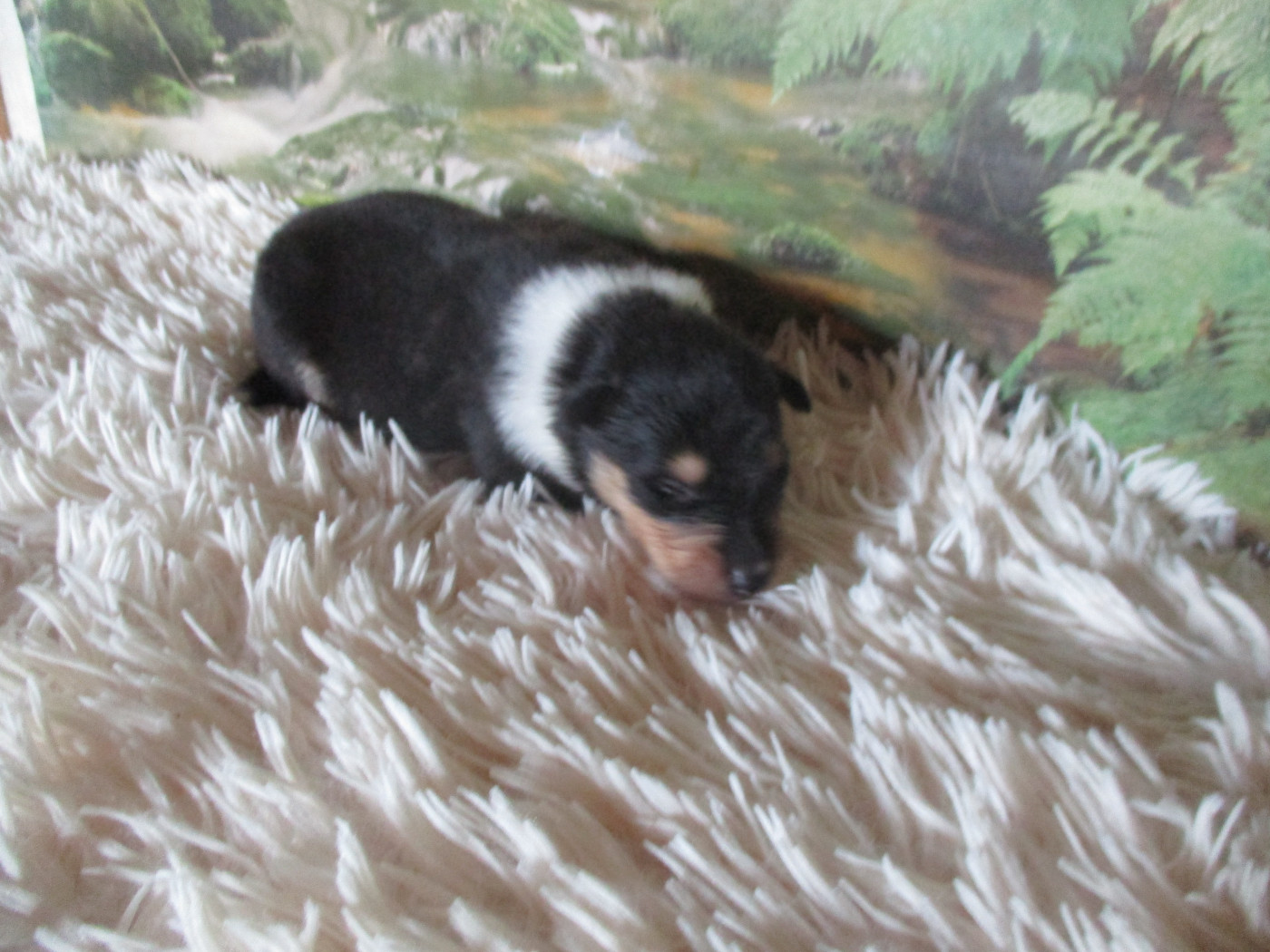 des rives d'Alaric - Chiots disponibles - Colley à poil long
