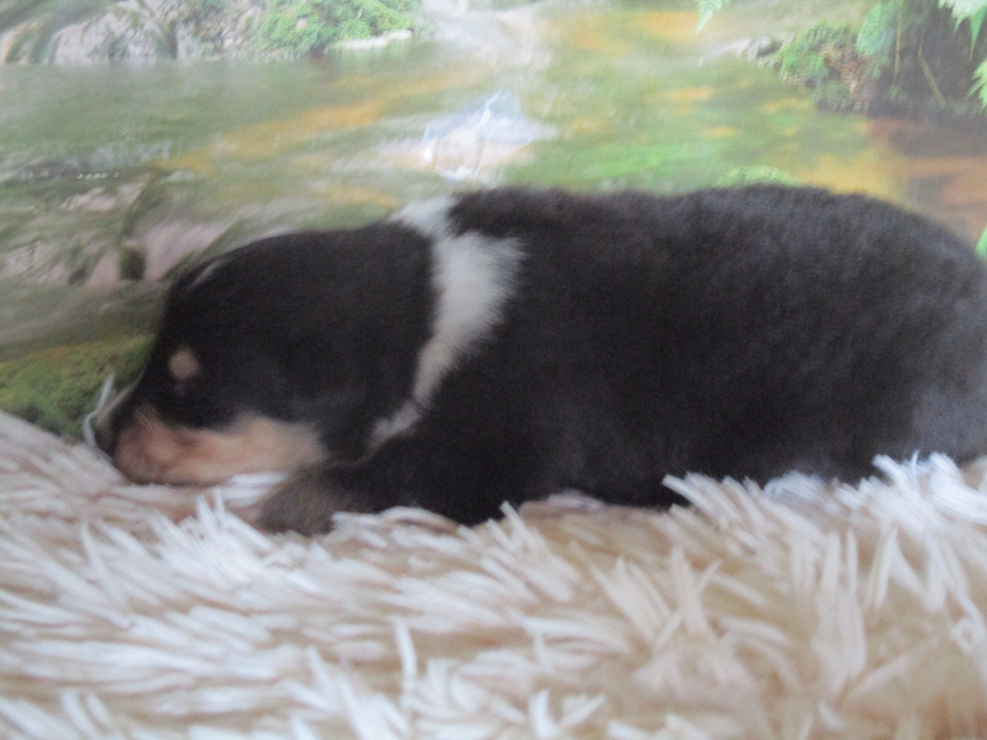 des rives d'Alaric - Chiots disponibles - Colley à poil long