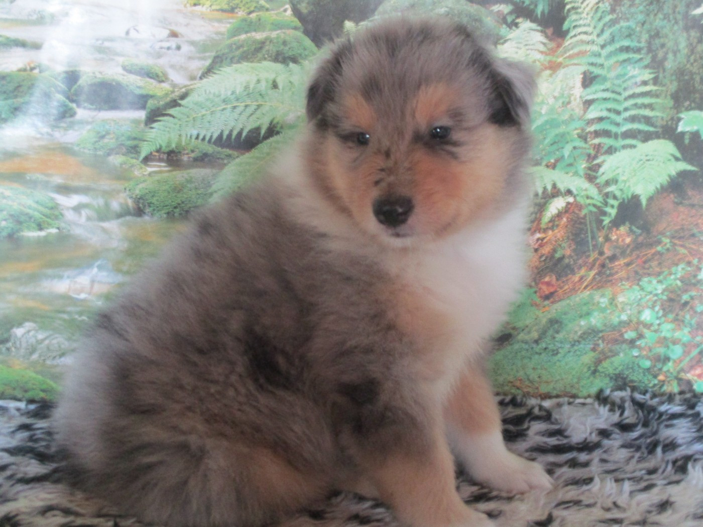 des rives d'Alaric - Chiots disponibles - Colley à poil long