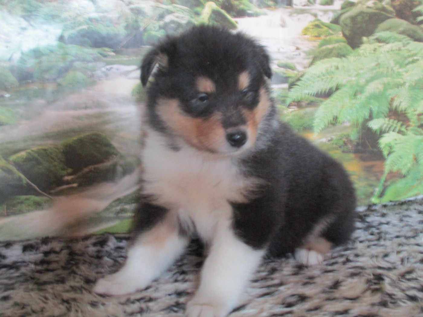 des rives d'Alaric - Chiots disponibles - Colley à poil long