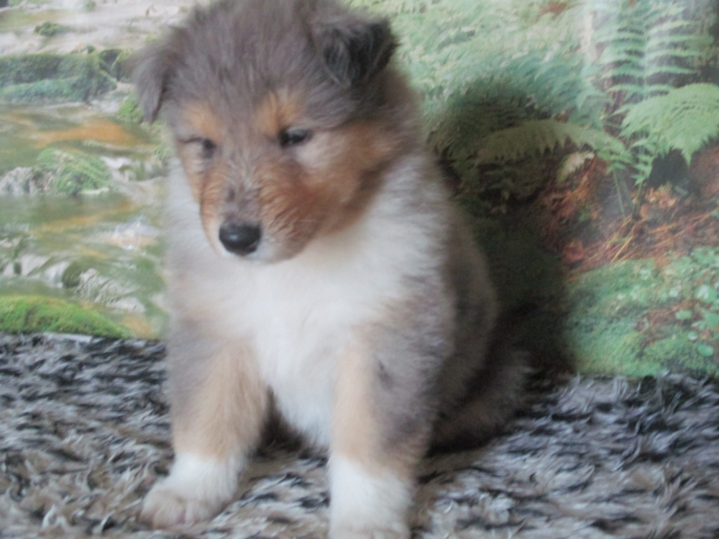 des rives d'Alaric - Chiots disponibles - Colley à poil long
