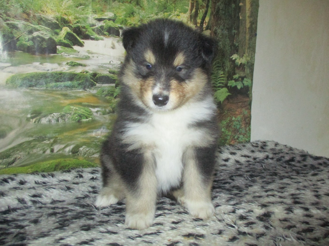 des rives d'Alaric - Chiots disponibles - Colley à poil long