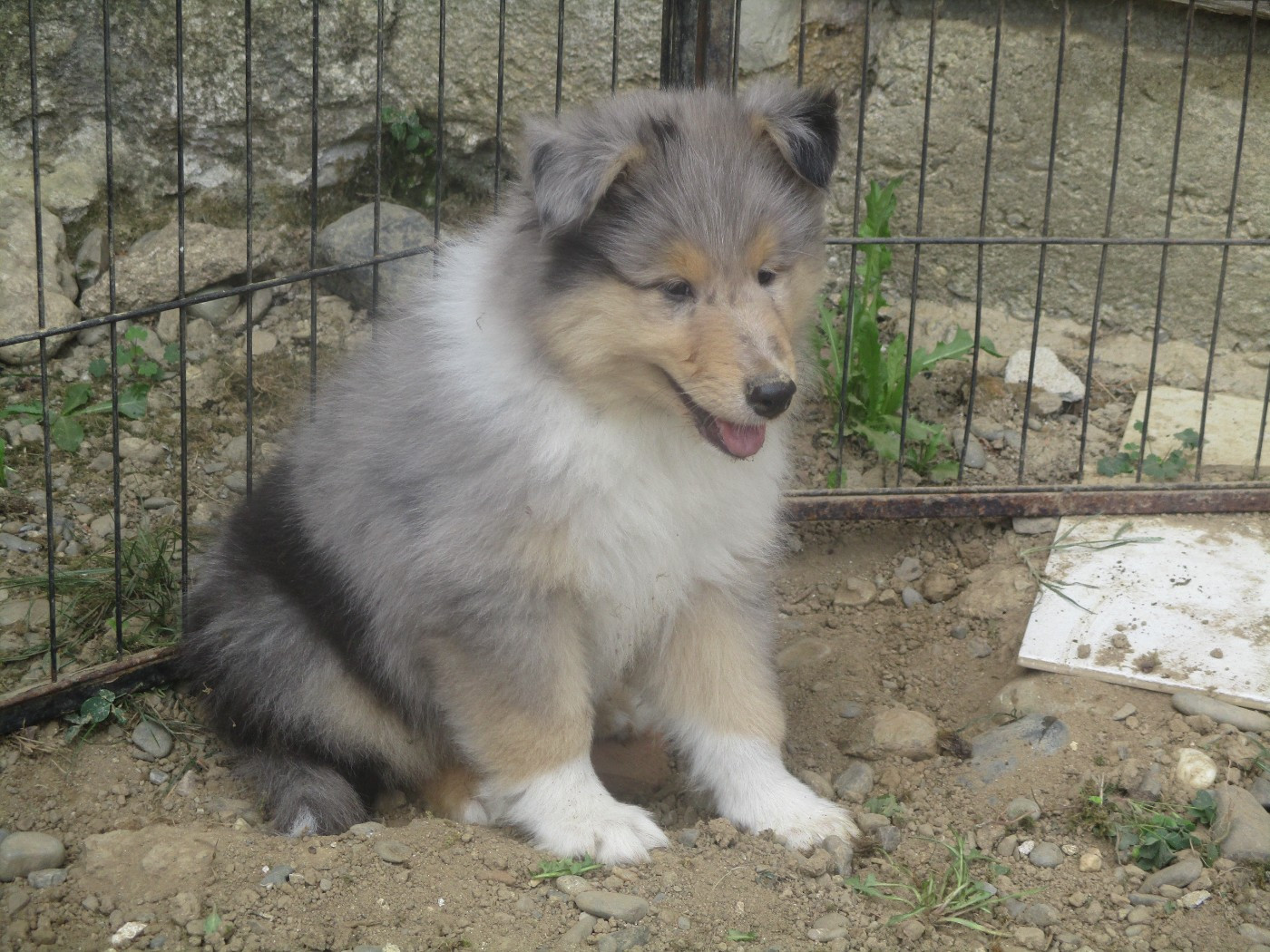 des rives d'Alaric - Chiots disponibles - Colley à poil long