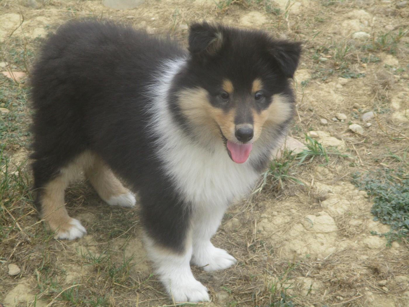 des rives d'Alaric - Chiots disponibles - Colley à poil long