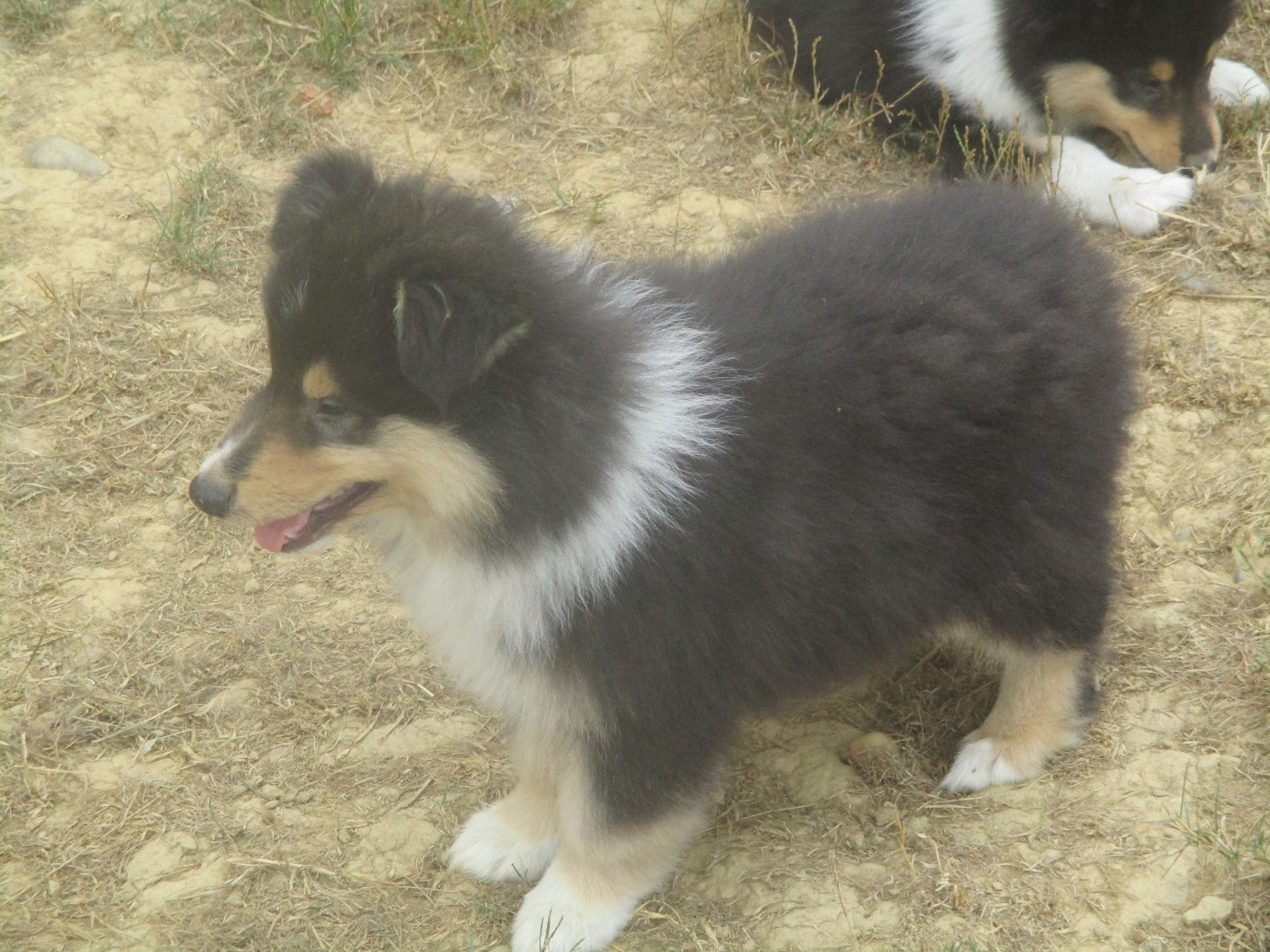 des rives d'Alaric - Chiots disponibles - Colley à poil long