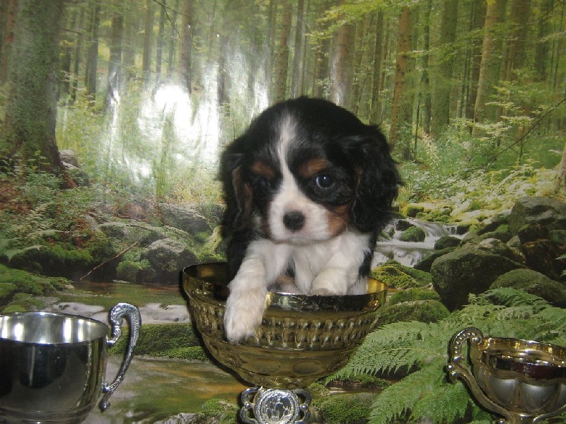 des rives d'Alaric - Cavalier King Charles Spaniel - Portée née le 27/09/2016