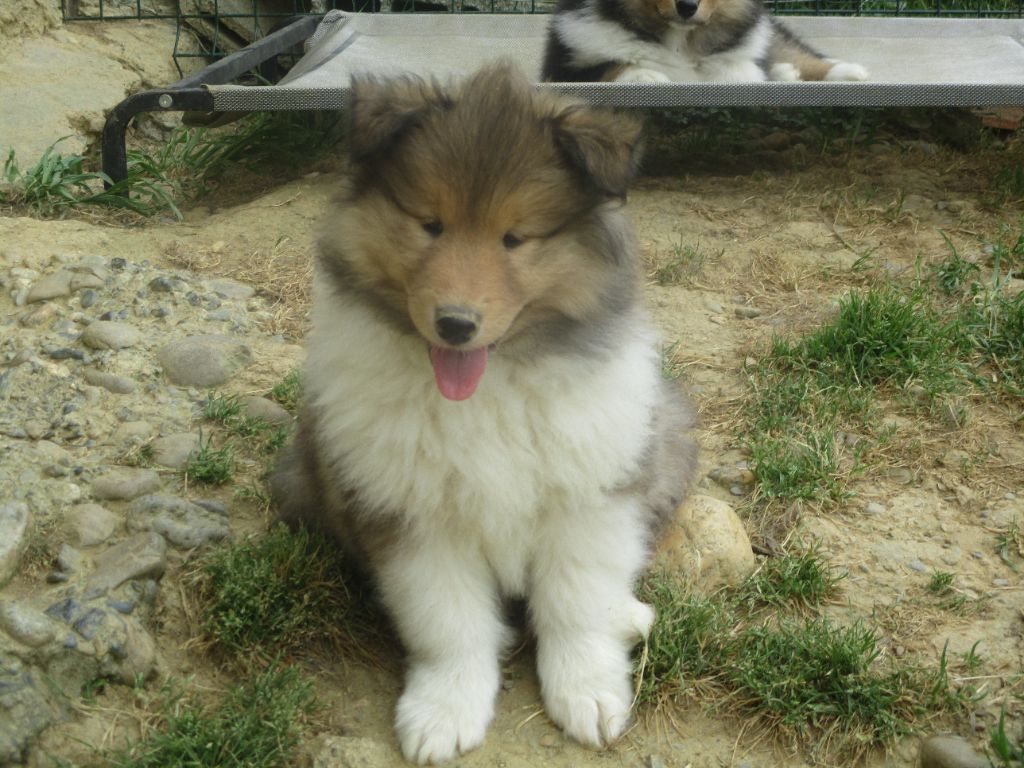 des rives d'Alaric - Chiots disponibles - Colley à poil long