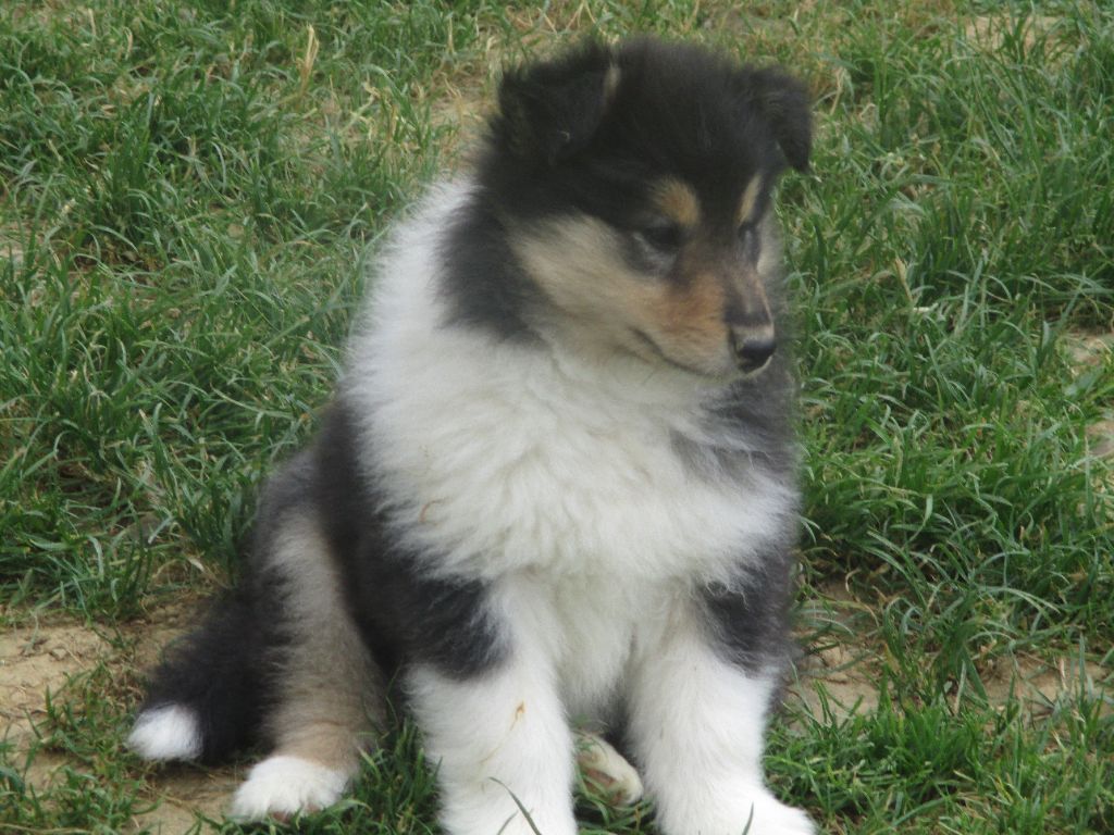 des rives d'Alaric - Chiots disponibles - Colley à poil long