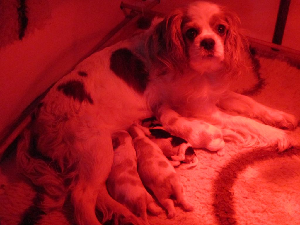 des rives d'Alaric - Cavalier King Charles Spaniel - Portée née le 17/02/2020