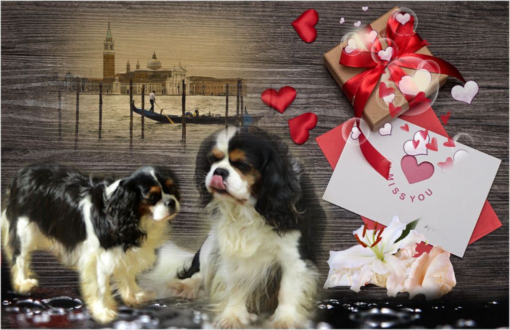 Chiot Cavalier King Charles Spaniel des rives d'Alaric