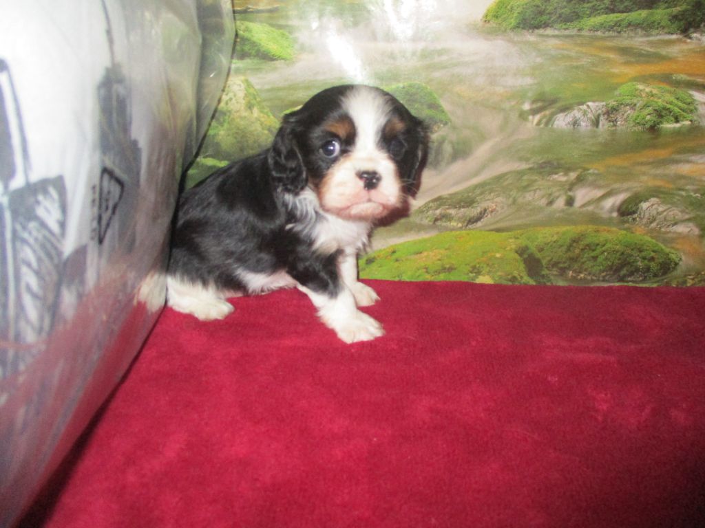 des rives d'Alaric - Cavalier King Charles Spaniel - Portée née le 17/10/2021