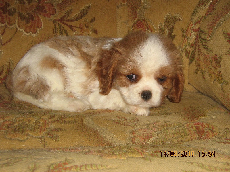 des rives d'Alaric - Cavalier King Charles Spaniel - Portée née le 02/07/2010