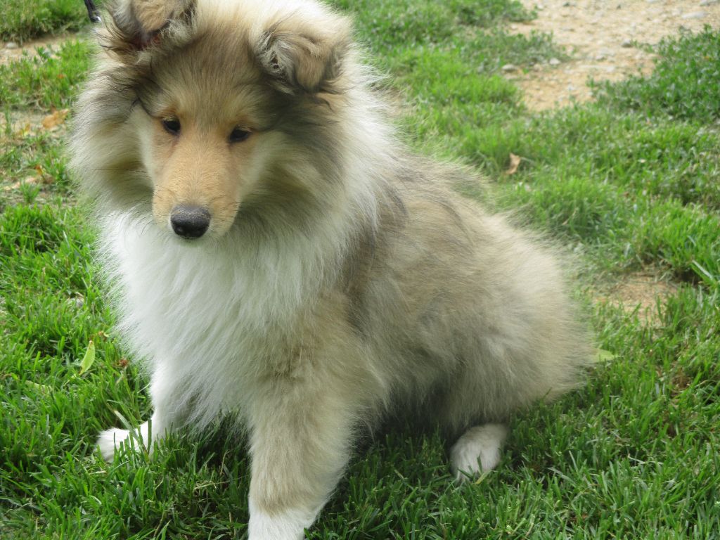 des rives d'Alaric - Colley à poil long - Portée née le 31/03/2021